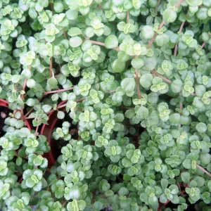 Pilea depressa Live Plant – Baby Tears – Tiny Tears – 2.5 inch Pot – Indoor - Image 4