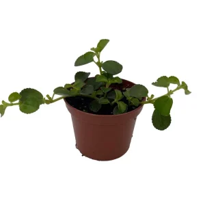 Pilea Depressa Sao Paulo Live Plant – 2.5 inch Pot – Indoor Houseplant - Image 3