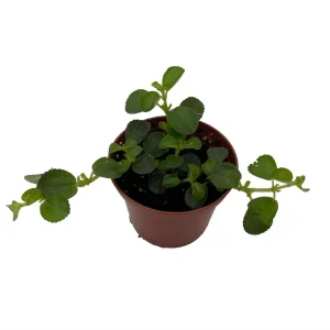 Pilea Depressa Sao Paulo Live Plant – 2.5 inch Pot – Indoor Houseplant - Image 1