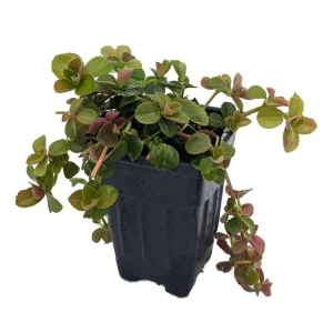 Pilea Depressa Sao Paulo Live Plant – 2.5 inch Pot – Indoor Houseplant - Image 4