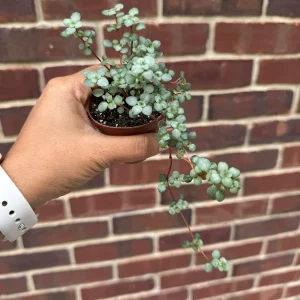 Pilea Glauca Live Plant - Blue Baby Tears in 2