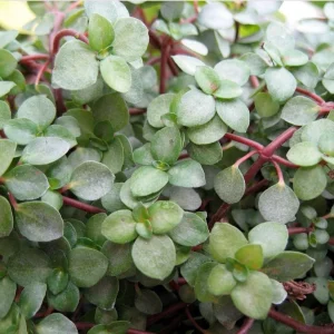 Pilea Glauca Live Plant – Tiny Tears Plant – 4" Pot – Indoor - Image 2