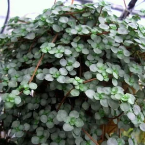 Pilea Glauca Plant – Blue Baby Tears Live Plant – 2.5 inch Pot – Indoor - Image 3
