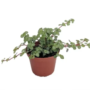 Pilea Glauca Plant – Blue Baby Tears Live Plant – 2.5 inch Pot – Indoor - Image 1