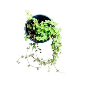 Pilea Glauca Plant - Blue Baby Tears Live Plant 4" Nursery Pot - Indoor Houseplant - Image 2