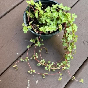 Pilea Glauca Plant - Blue Baby Tears Live Plant 4