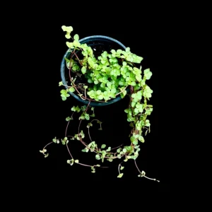 Pilea Glauca Plant - Blue Baby Tears Live Plant 4" Nursery Pot - Indoor Houseplant - Image 1