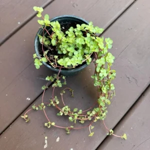 Pilea Glauca Plant - Blue Baby Tears Live Plant 4