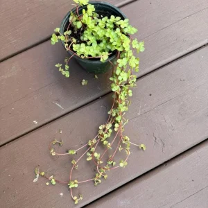 Pilea Glauca Plant - Blue Baby Tears Live Plant 4