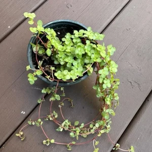 Pilea Glauca Plant - Blue Baby Tears Live Plant 4