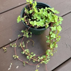 Pilea Glauca Plant - Blue Baby Tears Live Plant 4