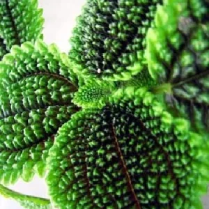 Pilea Mollis 'Moon Valley' Live Plant - Potted Houseplant, 2 inch Pot, Indoor - Image 3