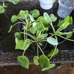 Pilea Peperomioides Live Plant - 4