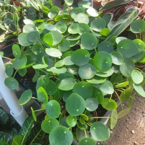 Pilea Peperomioides Live Plant - 4