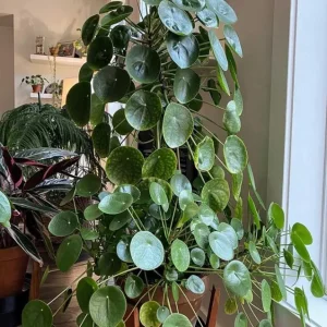 Pilea Peperomioides Live Plant - 4" Pot Chinese Money Plant - Lucky Low Maintenance Houseplant - Image 1