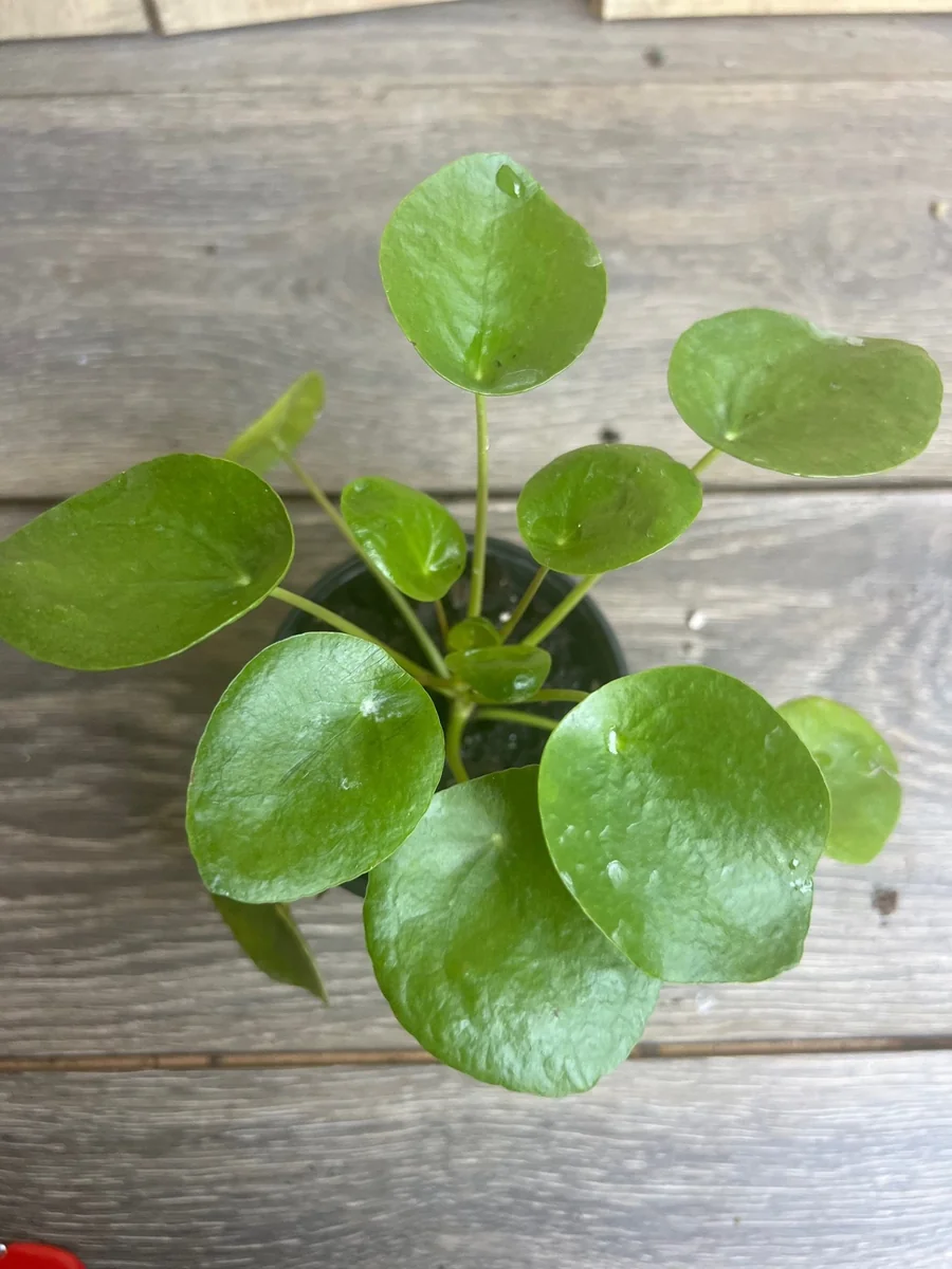 Pilea Peperomioides Live Plant - Chinese Money Plant in 4" Pot - Indoor Houseplant - Image 2