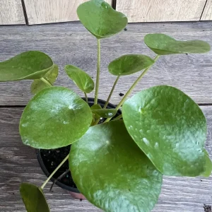 Pilea Peperomioides Live Plant - Chinese Money Plant in 4