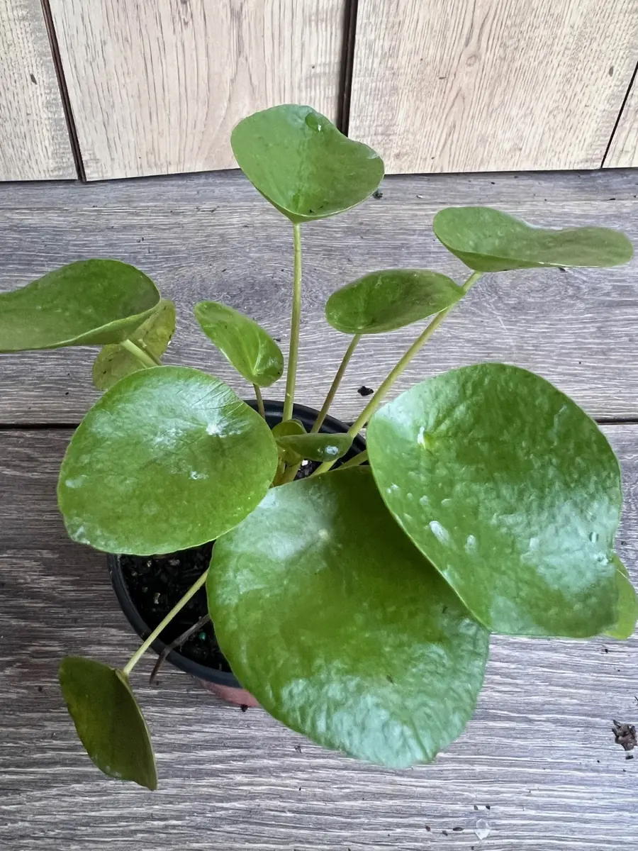 Pilea Peperomioides Live Plant - Chinese Money Plant in 4" Pot - Indoor Houseplant - Image 3