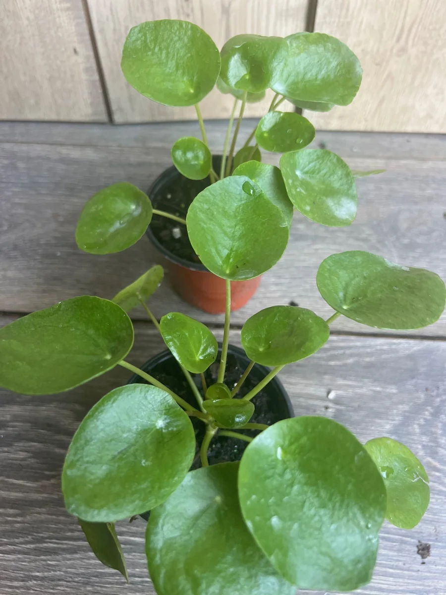 Pilea Peperomioides Live Plant - Chinese Money Plant in 4" Pot - Indoor Houseplant - Image 4