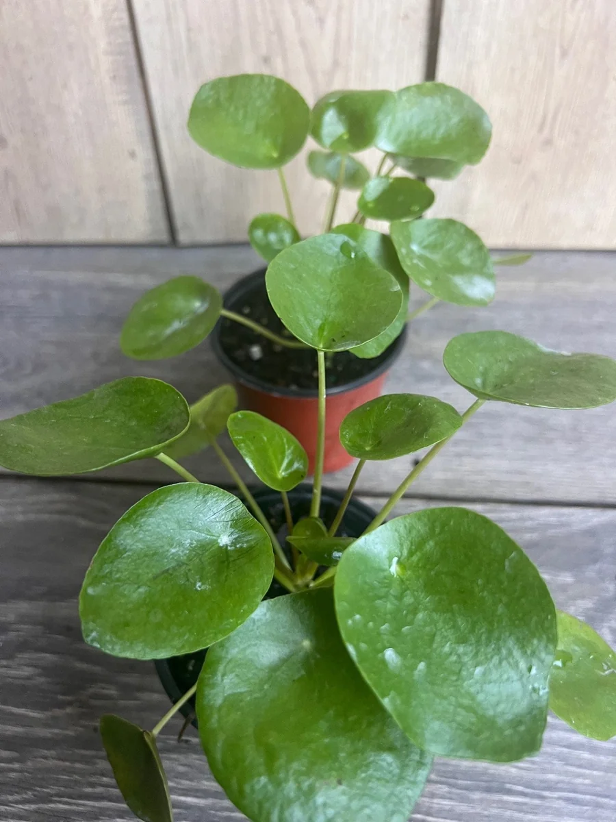 Pilea Peperomioides Live Plant - Chinese Money Plant in 4" Pot - Indoor Houseplant - Image 5