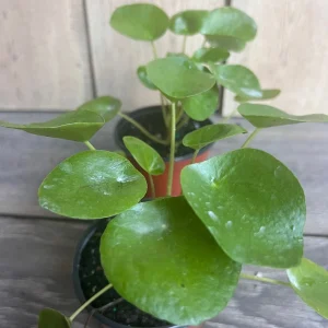 Pilea Peperomioides Live Plant - Chinese Money Plant in 4