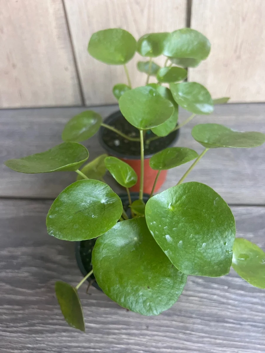 Pilea Peperomioides Live Plant - Chinese Money Plant in 4" Pot - Indoor Houseplant - Image 7
