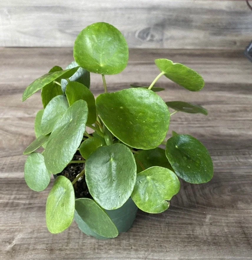 Pilea Peperomioides Live Plant - Chinese Money Plant in 4" Pot - Indoor Houseplant - Image 1