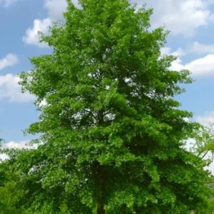 Pin Oak Tree Live Plant – Quercus palustris, Fast Growing, 12-18" Tall, Outdoor - Image 2