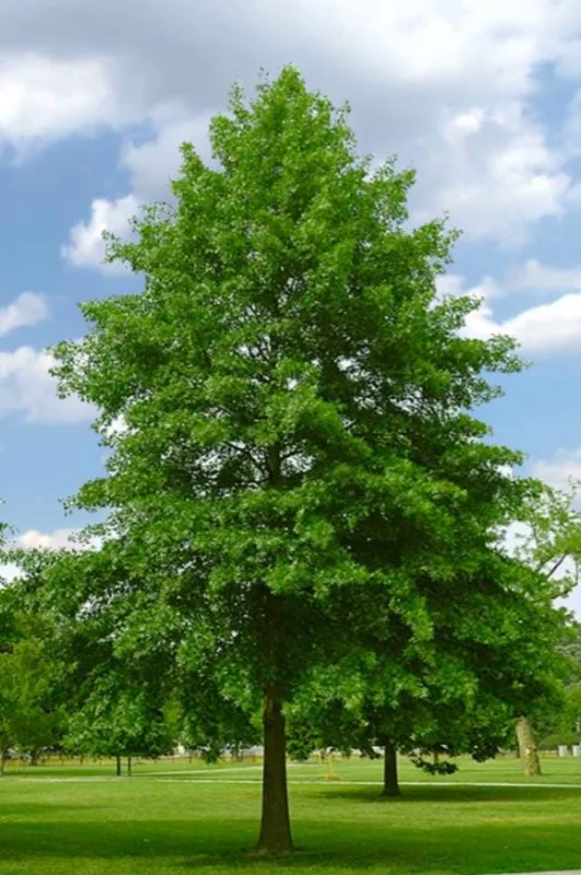 Pin Oak Tree Live Plant – Quercus palustris, Fast Growing, 12-18" Tall, Outdoor - Image 2