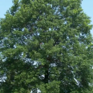 Pin Oak Tree Live Plant – Quercus palustris, Fast Growing, 12-18