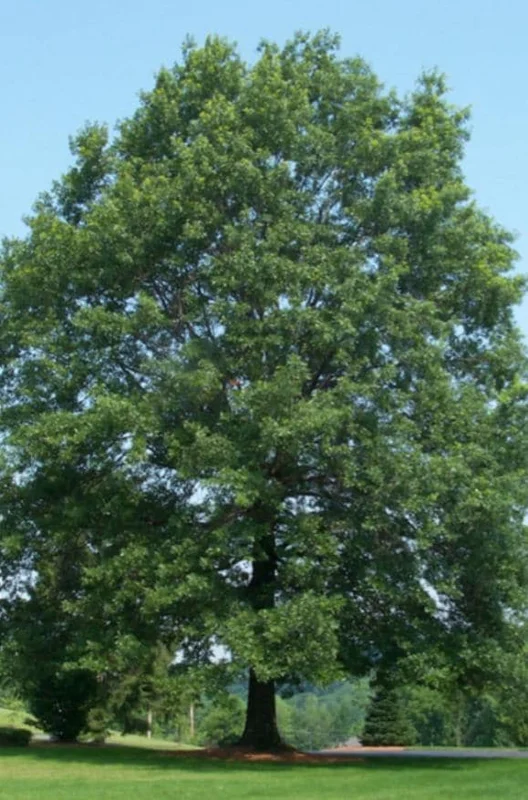 Pin Oak Tree Live Plant – Quercus palustris, Fast Growing, 12-18" Tall, Outdoor - Image 3