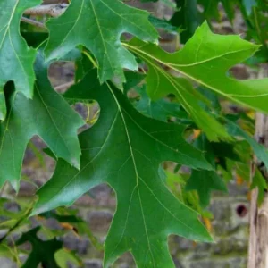 Pin Oak Tree Live Plant – Quercus palustris, Fast Growing, 12-18