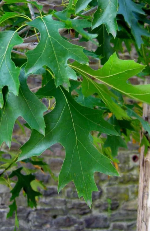 Pin Oak Tree Live Plant – Quercus palustris, Fast Growing, 12-18" Tall, Outdoor - Image 4