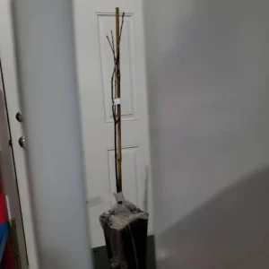 Pin Oak Tree Live Plant – Quercus palustris, Fast Growing, 12-18