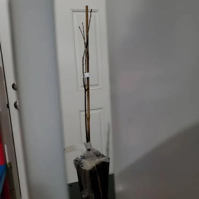 Pin Oak Tree Live Plant – Quercus palustris, Fast Growing, 12-18" Tall, Outdoor - Image 5