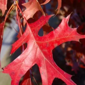 Pin Oak Tree Live Plant – Quercus palustris, Fast Growing, 12-18