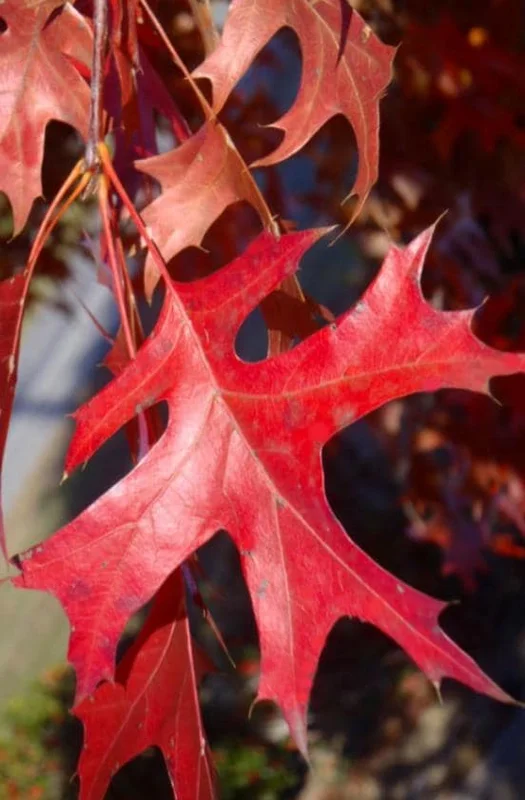 Pin Oak Tree Live Plant – Quercus palustris, Fast Growing, 12-18" Tall, Outdoor - Image 6