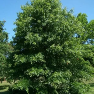 Pin Oak Tree Seedling - Live Plant, 12-18