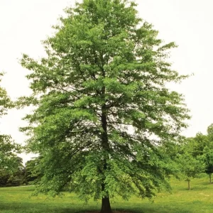 Pin Oak Tree Seedling - Live Plant, 12-18