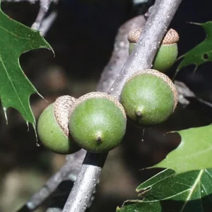 Pin Oak Tree Seedling - Live Plant, 12-18