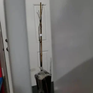 Pin Oak Tree Seedling - Live Plant, 12-18