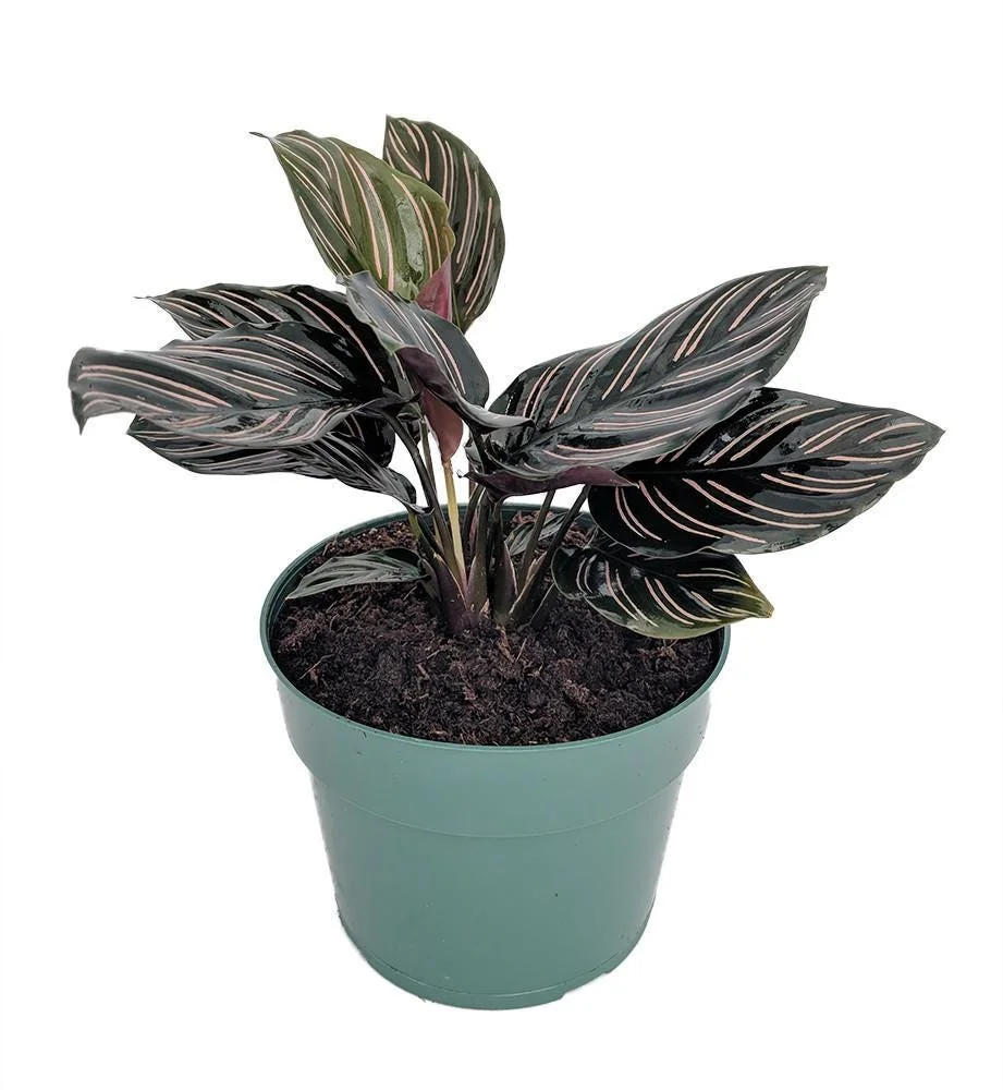 Pin Stripe Prayer Plant – Calathea Ornata – Live Houseplant – 4 inch Pot - Image 2