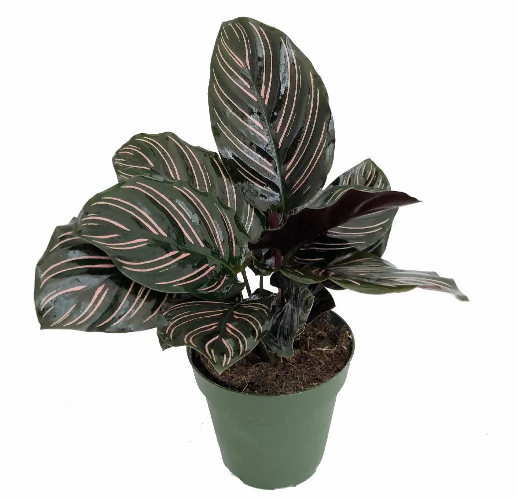 Pin Stripe Prayer Plant - Calathea Ornata Live Houseplant - 2.5 inch Pot - Image 2