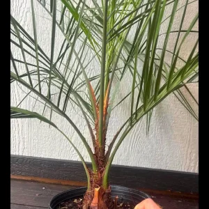 Pindo Palm Live Plant – Cold Hardy Jelly Palm – 3 Gallon Pot – Edible Fruit – Outdoor - Image 4