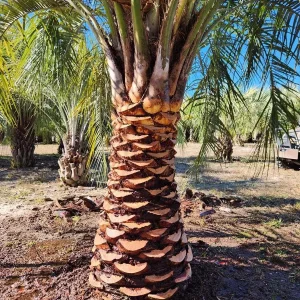 Pindo Palm Live Plant – Cold Hardy Jelly Palm – 3 Gallon Pot – Edible Fruit – Outdoor - Image 5