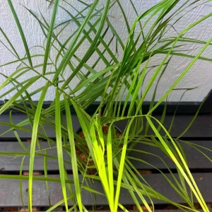 Pindo Palm Live Plant – Cold Hardy Jelly Palm – 3 Gallon Pot – Edible Fruit – Outdoor - Image 8