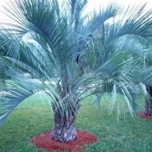 Pindo Palm Live Plant – Cold Hardy Jelly Palm – 3 Gallon Pot – Edible Fruit – Outdoor - Image 9