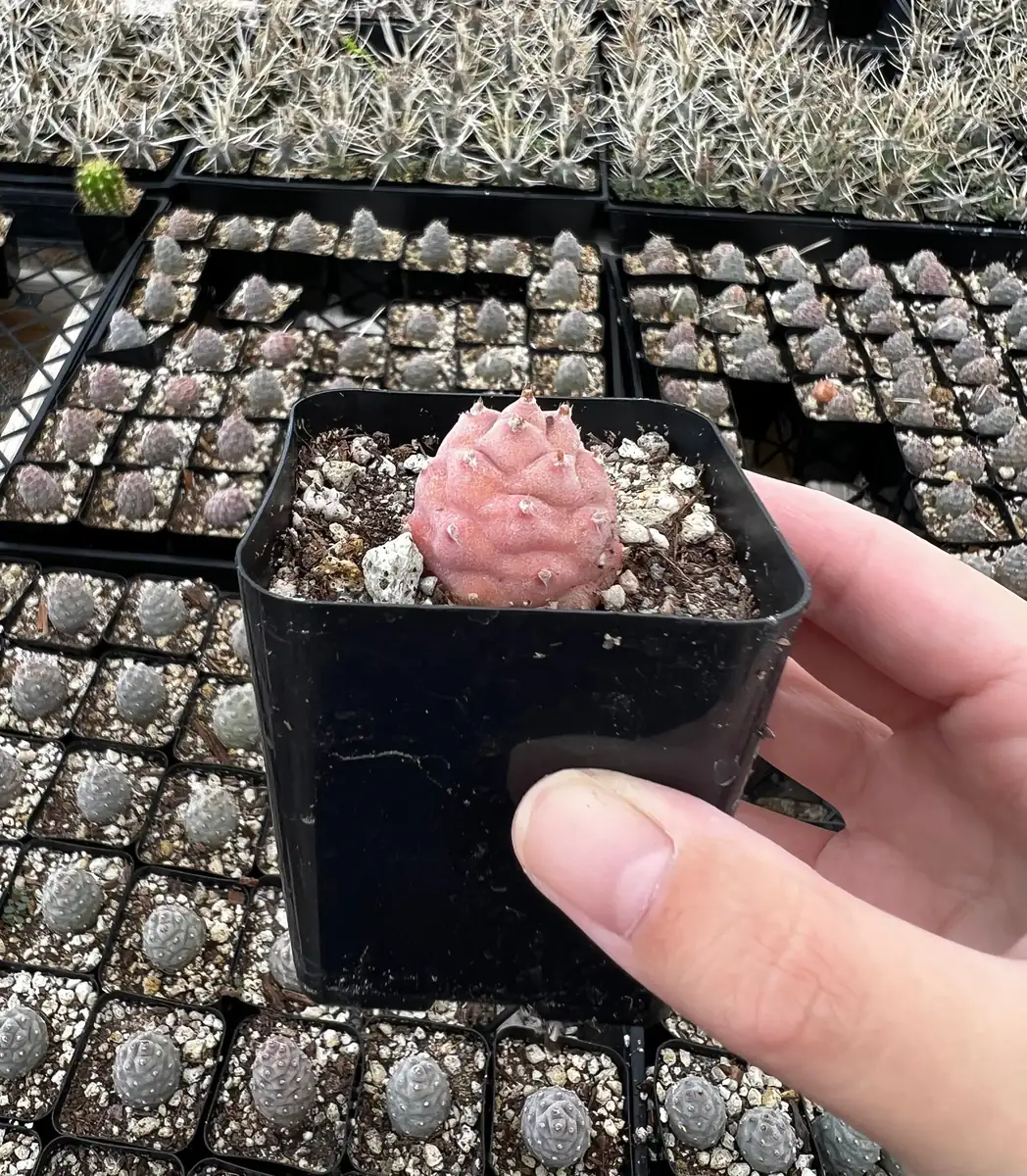 Pine Cone Cactus Live Plant - Rare Succulent in 2.5'' Pot - Indoor/Outdoor - Image 2