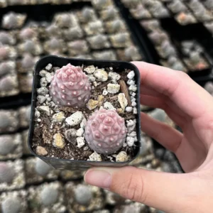 Pine Cone Cactus Live Plant - Rare Succulent in 2.5'' Pot - Indoor/Outdoor - Image 3