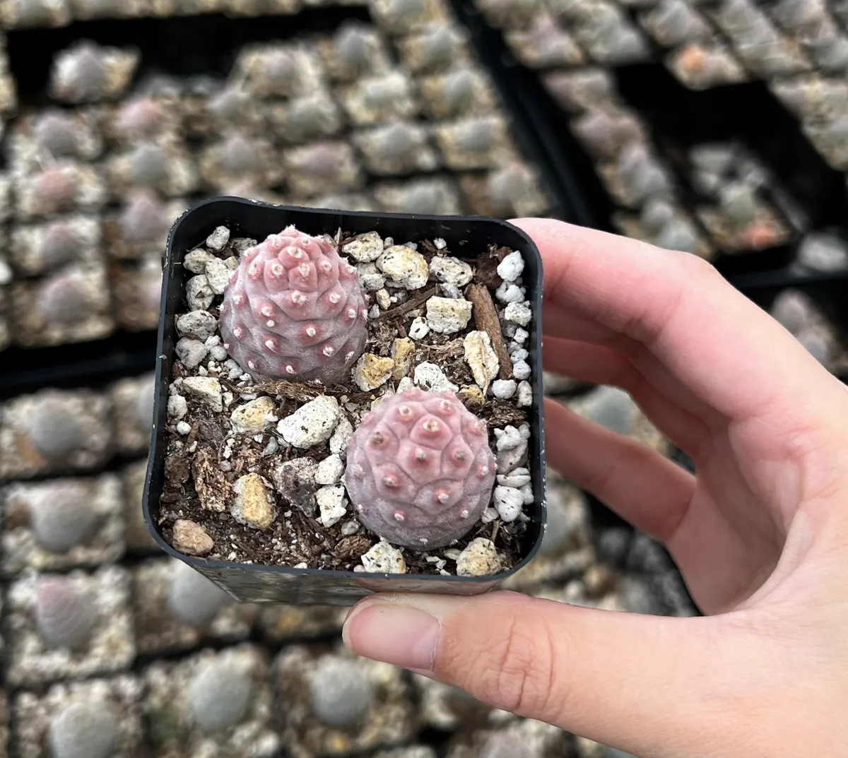 Pine Cone Cactus Live Plant - Rare Succulent in 2.5'' Pot - Indoor/Outdoor - Image 3